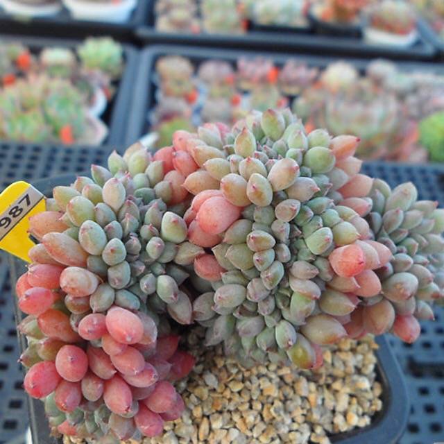 chrissy and ryan succulents RESERVED) Echeveria Chrissy n Ryan Cristata – Cedar Creek Farmhouse