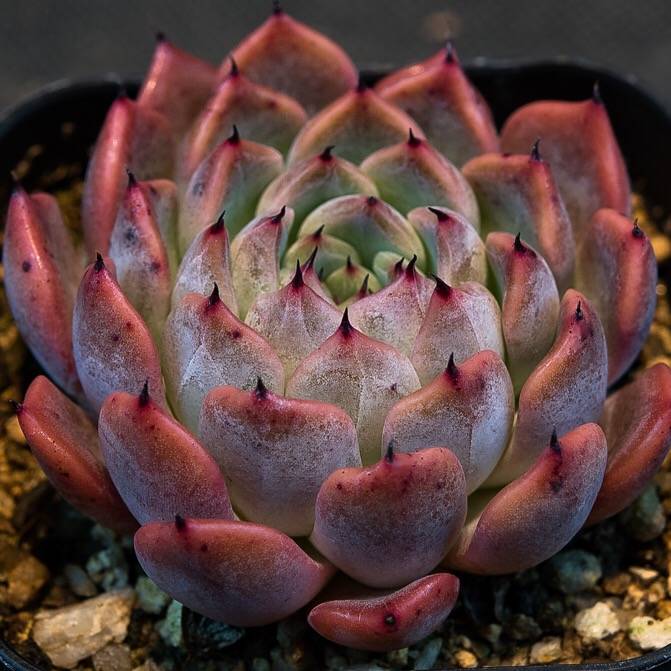 hwaga succulent Hwaga Original Hybrid- PRESALE Echeveria Matta