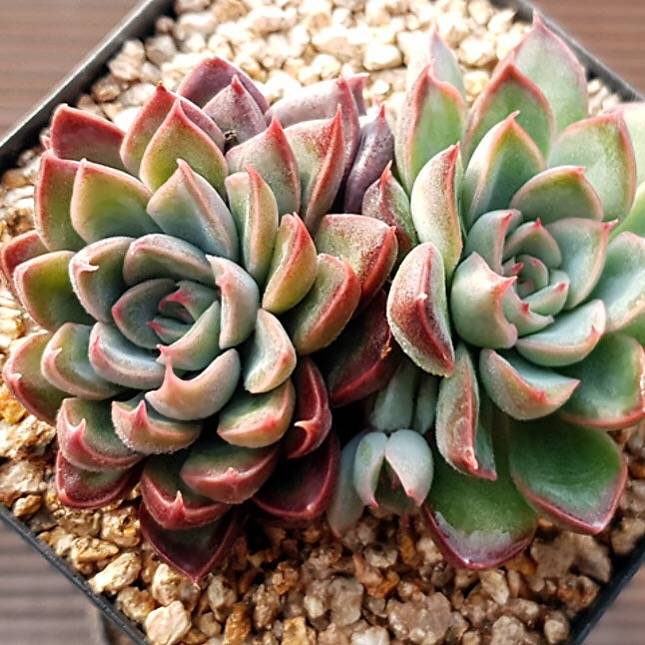 Echeveria Still, (Not so Random) – Cedar Creek Farmhouse