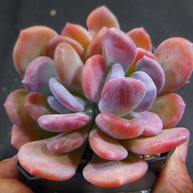 cinderella succulent PRESALE Echeveria Cinderella, Double, (Not So Random)