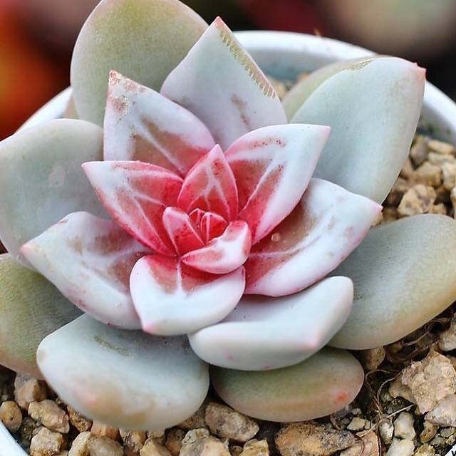 trost succulent PRESALE Echeveria Trumso – Cedar Creek Farmhouse