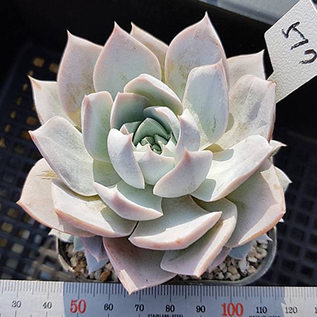 swale succulents Echeveria Sedum Suaveolens, (Not so Random) – Cedar Creek Farmhouse