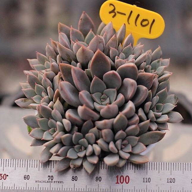 rusbyi succulent Graptopetalum Rusbyi x San Carlos – Cedar Creek Farmhouse