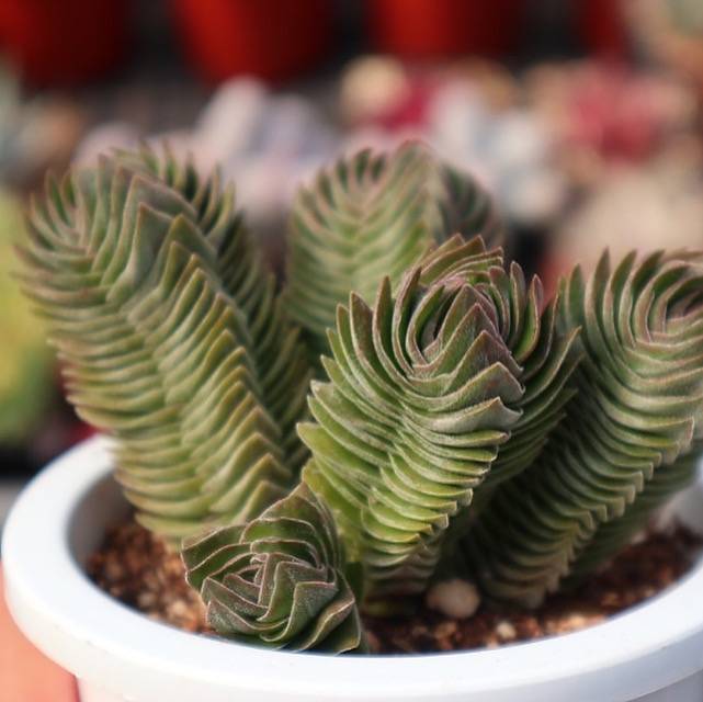 Crassula Buddha Temple – Cedar Creek Farmhouse
