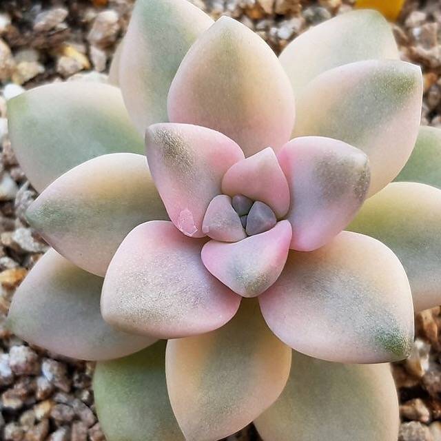 graptoveria titubans variegata Graptoveria Titubans, Variegata, (Not so Random)