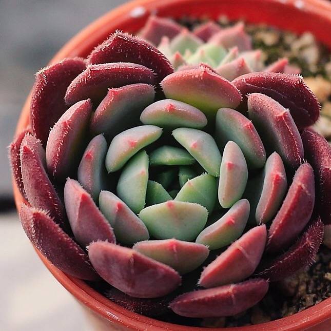 apple succulent Echeveria Apple Pie – Cedar Creek Farmhouse