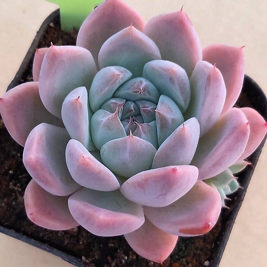 alba beauty succulent Echeveria Alba Beauty (with Pup), (Not so Random)
