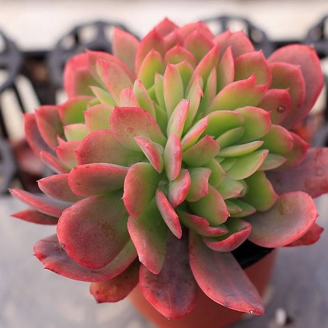 luella succulent Echeveria Luella, Cristata – Cedar Creek Farmhouse