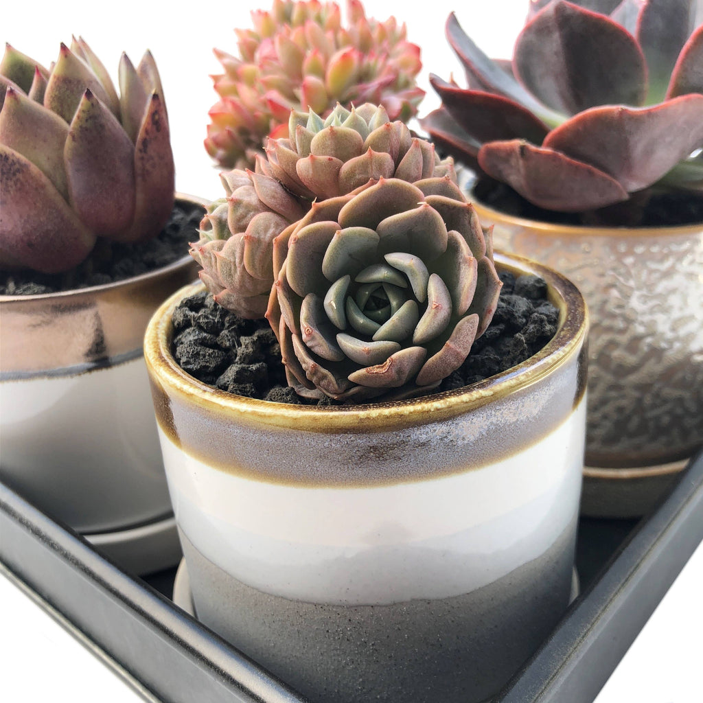 inexpensive succulent pots 3" Chive Minute Pot- Modern Layers – Cedar Creek Farmhouse