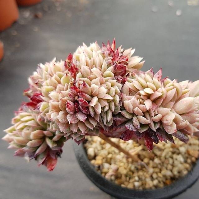 bradburiana succulent RESERVED) Echeveria Bradburiana Cristata – Cedar Creek Farmhouse