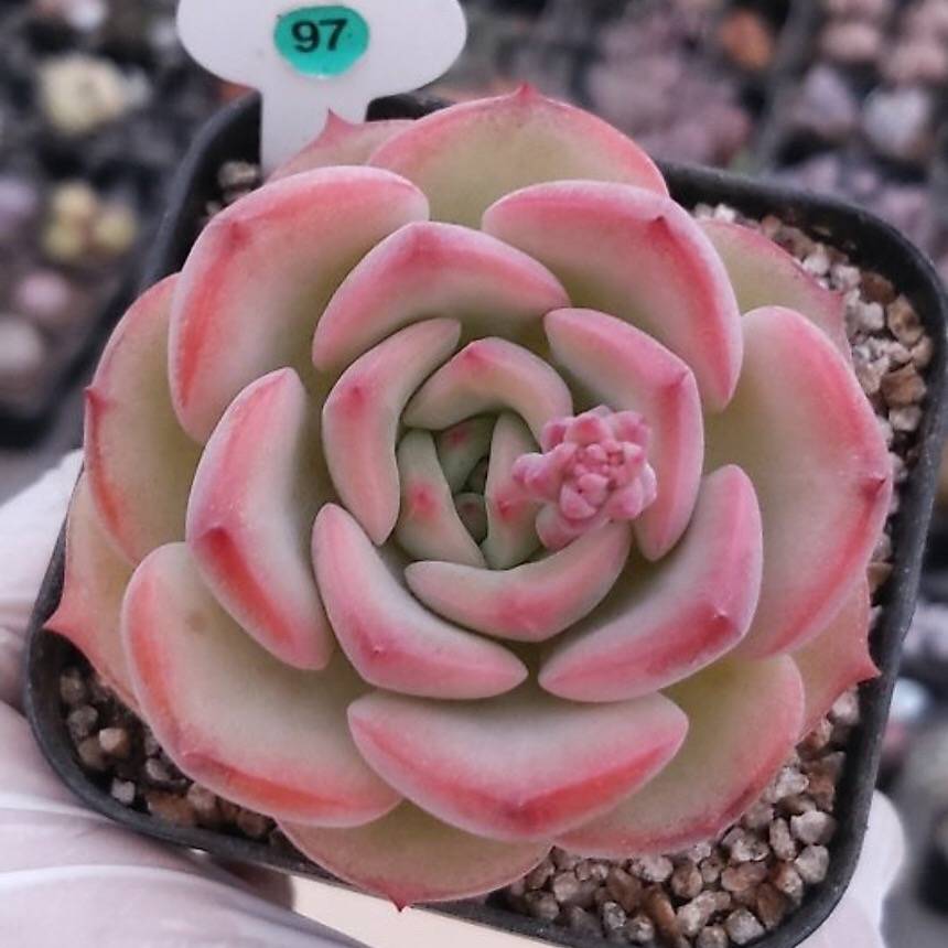 succulent sensations Echeveria Sensation, (Not so Random)
