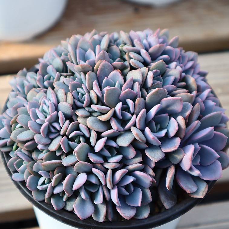 succulent debbie Graptoveria Debbie, Cluster – Cedar Creek Farmhouse