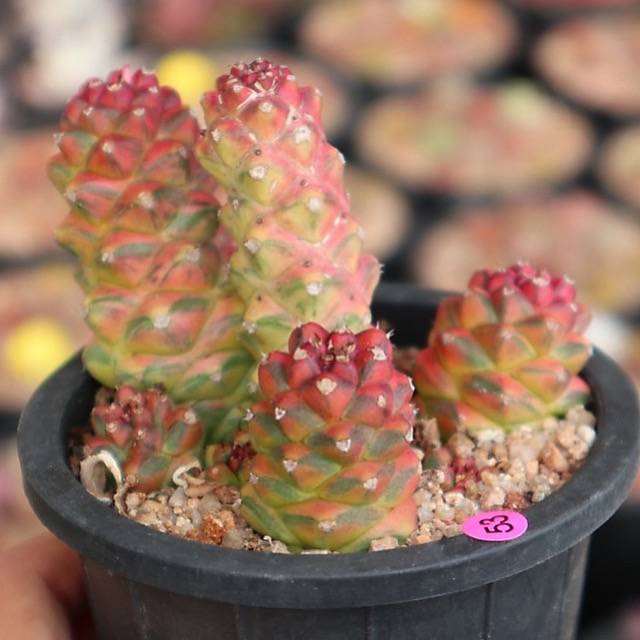 monadenium ritchiei variegata Monadenium Ritchiei, Variegata