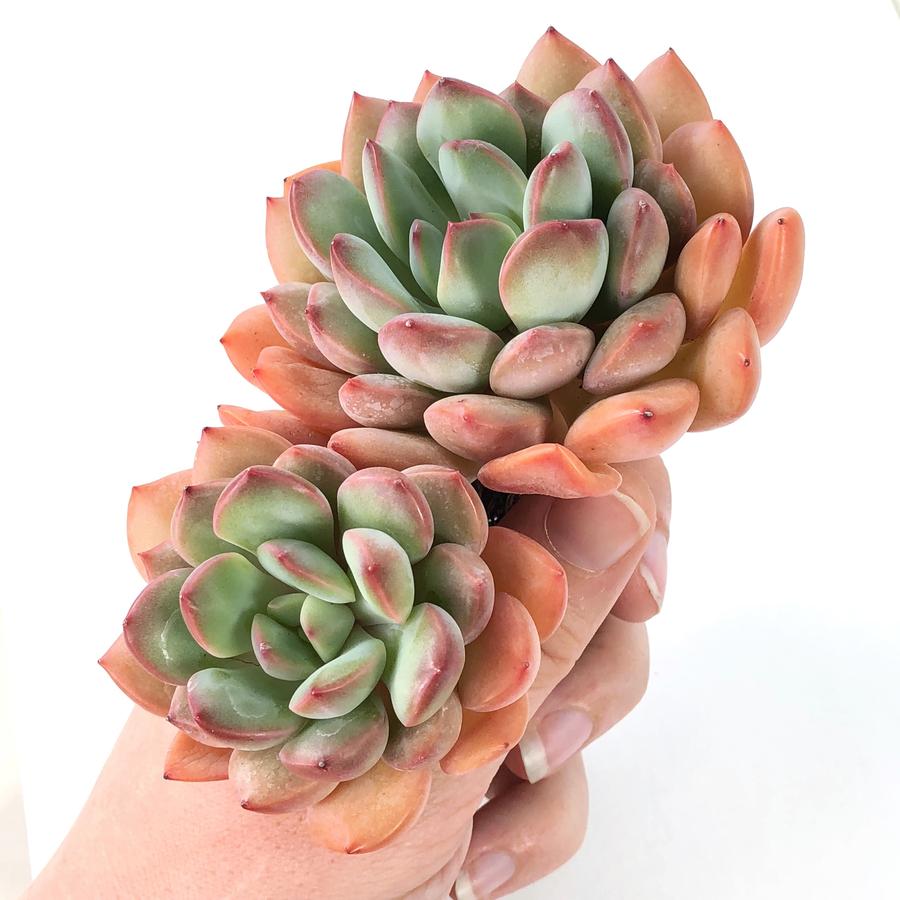 succulent with lips PRESALE Echeveria Chubby Lips, (Not so Random) – Cedar Creek Farmhouse