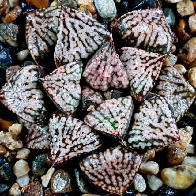 pandora succulent Haworthia Picta Pandora – Cedar Creek Farmhouse