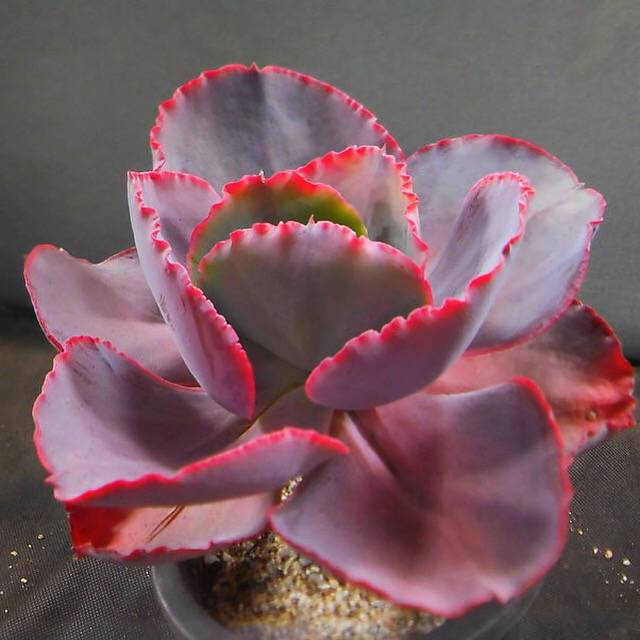opal succulent plant Echeveria Opal Moon, (Not so Random) – Cedar Creek Farmhouse