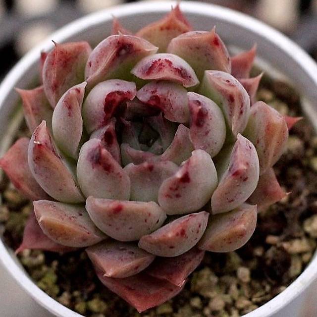spicy succulents crossword clue Echeveria Spicy Hybrid