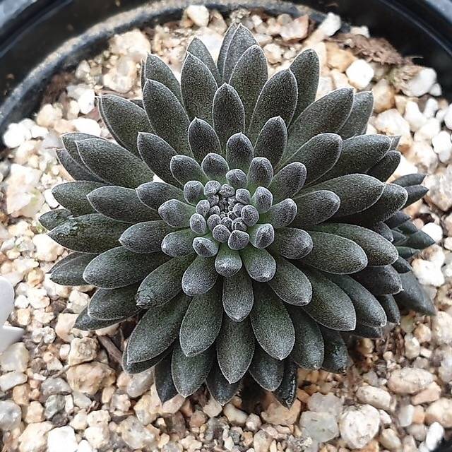 yunnanensis succulent RESERVED) Sinocrassula Yunnanensis – Cedar Creek Farmhouse
