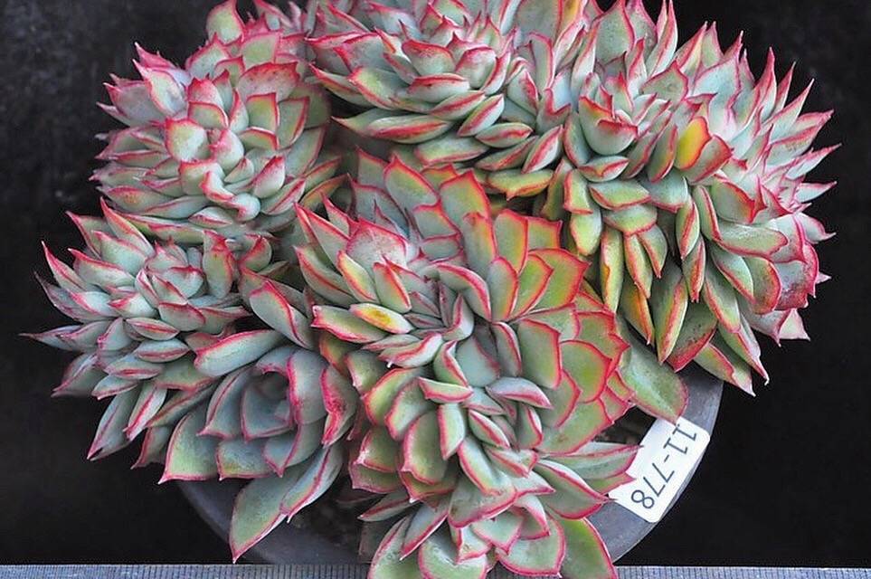 Echeveria Esther, Cristata, Monster Crest! (Not so Random) – Cedar Creek  Farmhouse