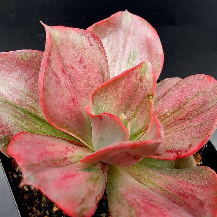 go succulent Echeveria Mini Gossaon, Variegata