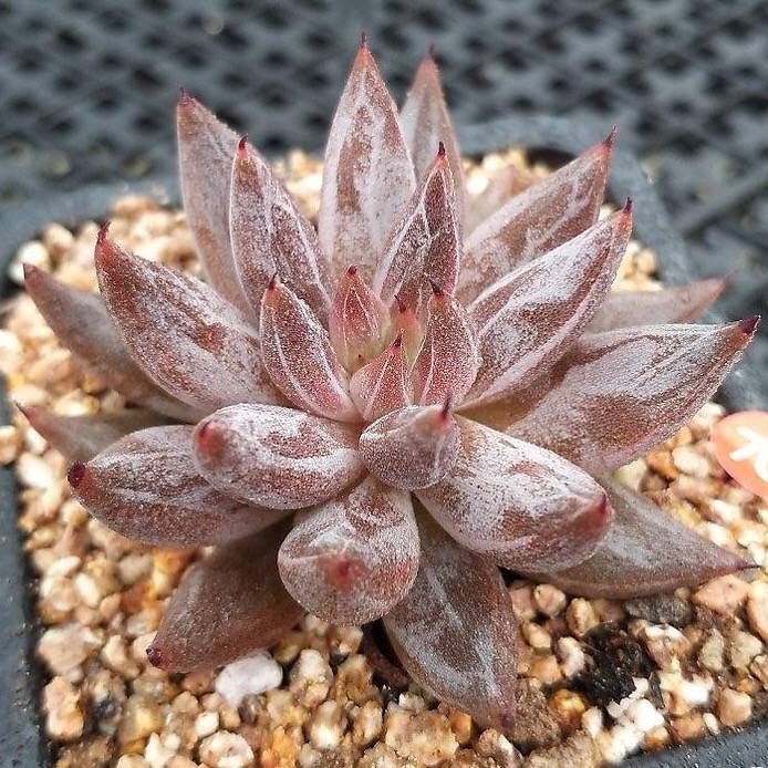 unguiculata succulent Echeveria Unguiculata, (Not so Random)