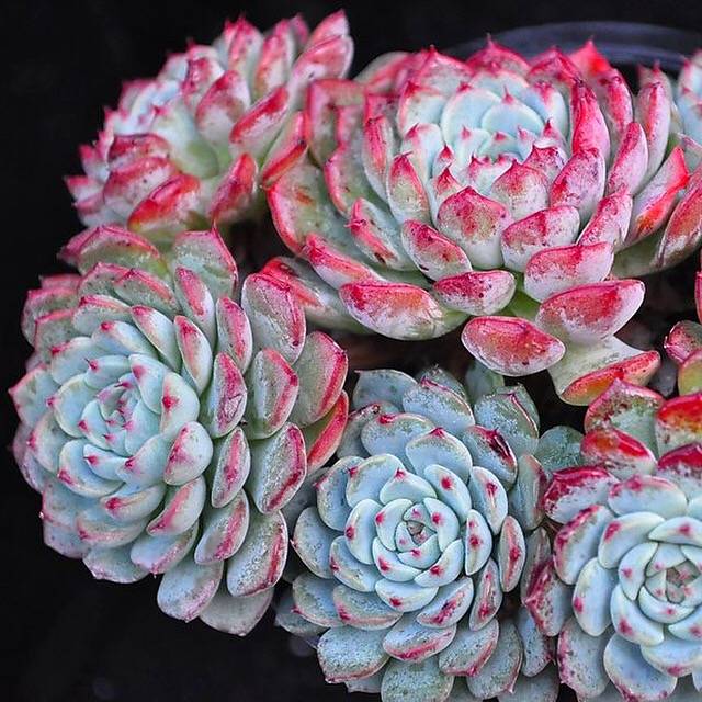 Echeveria Blue Minima, Clusters, (Random, but please read before