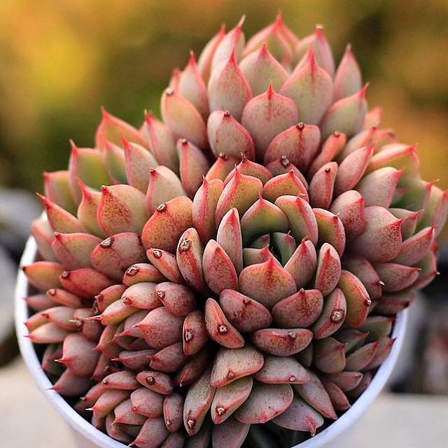 echeveria rolly cluster succulent plant PRESALE Echeveria Pumila Cluster – Cedar Creek Farmhouse