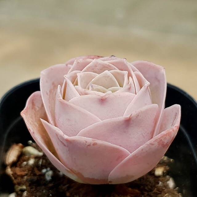 pink mountain rose succulent PRESALE Greenovia El Hierro, (Not so Random) – Cedar Creek Farmhouse