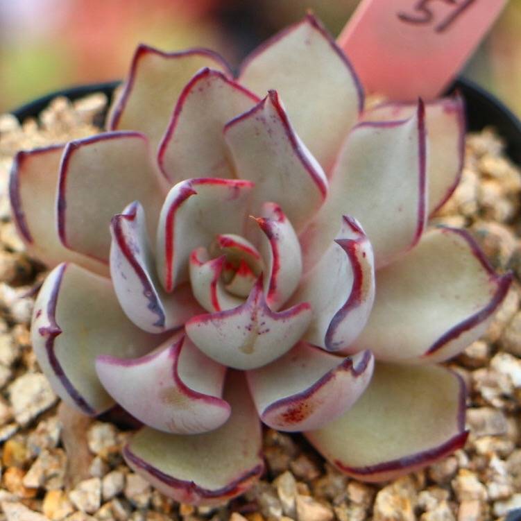 PRESALE Echeveria Strictiflora v Nova, (Random)