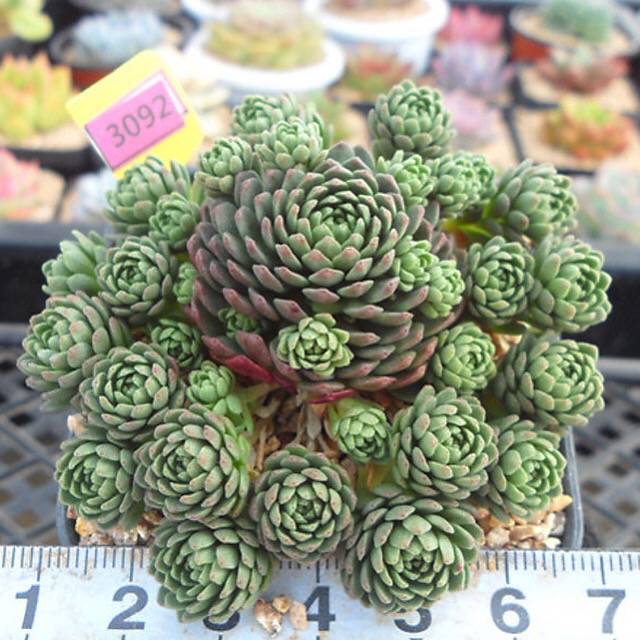 その他多肉植物 vegas and Hayford Set of 10 plants each 51tGHzgq6VL._UF894,1000_QL80_.jpg