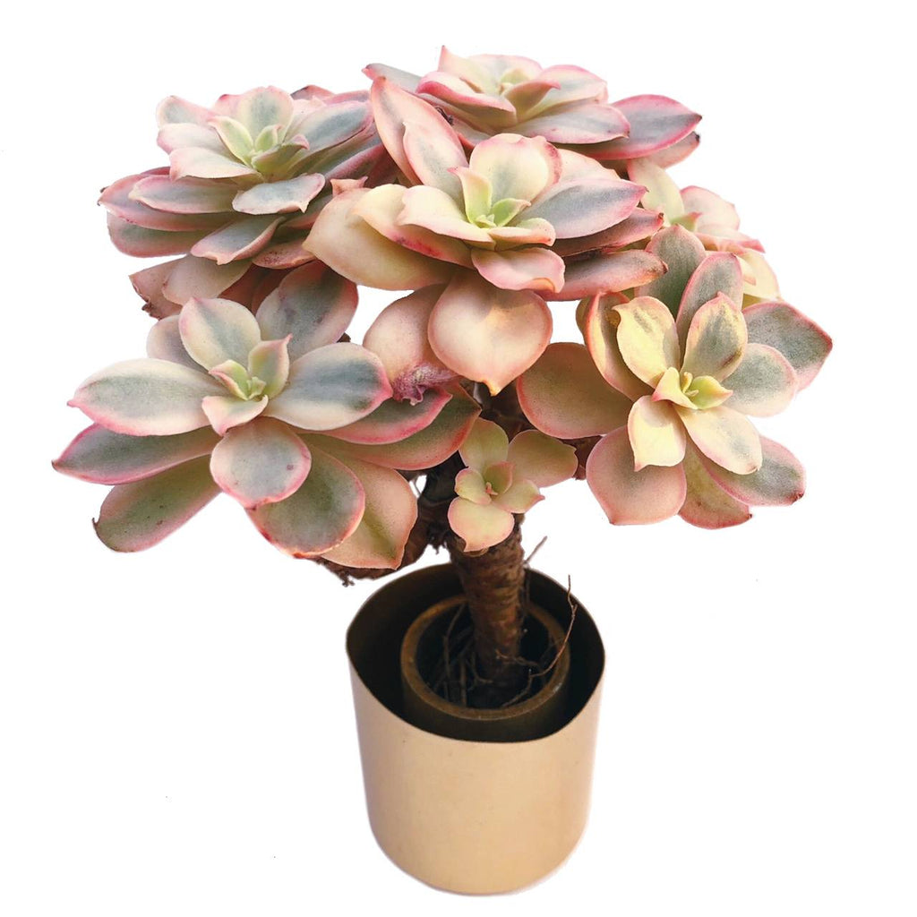 suyon succulent Echeveria Suyon, Variegata – Cedar Creek Farmhouse
