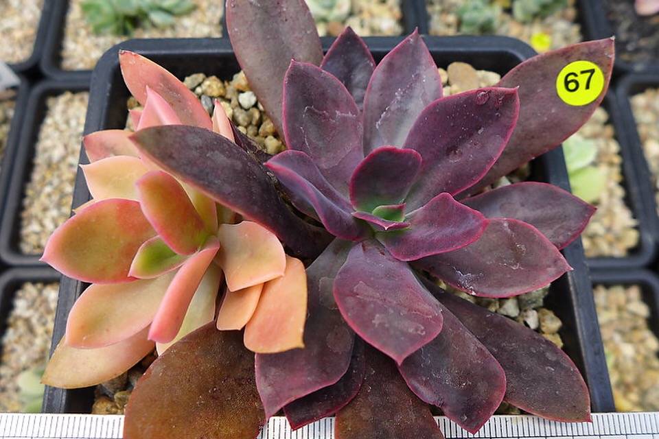 hanaikada succulent PRESALE Echeveria Hanaikada, Variegata, (Not so Random) – Cedar Creek  Farmhouse