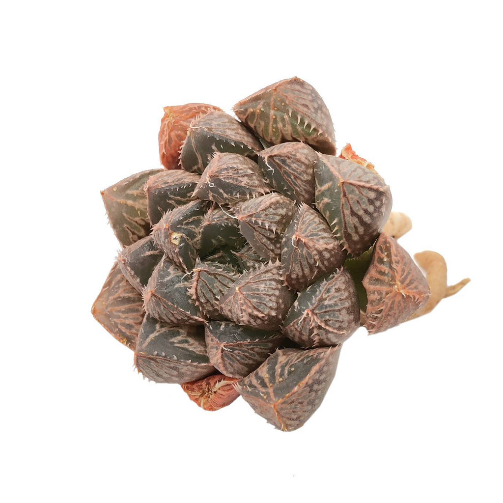 Haworthia Mirror Ball Cedar Creek Farmhouse