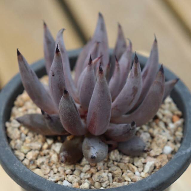unguiculata succulent PRESALE Echeveria Unguiculata, (Random) – Cedar Creek Farmhouse