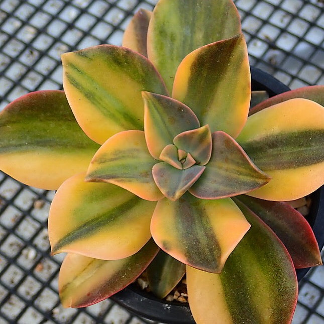 fred ives succulent for sale PRESALE Graptoveria Fred Ives, Variegata, (Not so Random) – Cedar Creek  Farmhouse