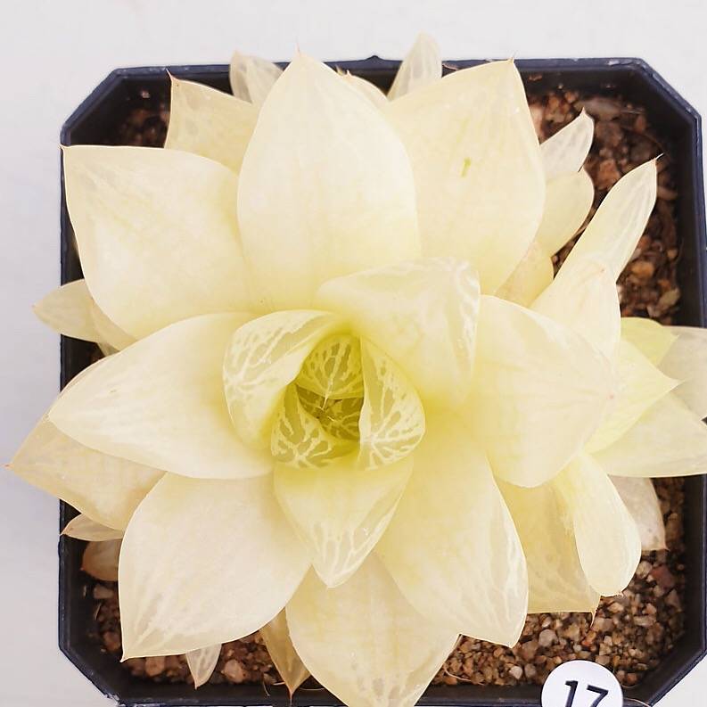 PRESALE Haworthia Cymbiformis f. Variegata, (Random) – Cedar Creek Farmhouse