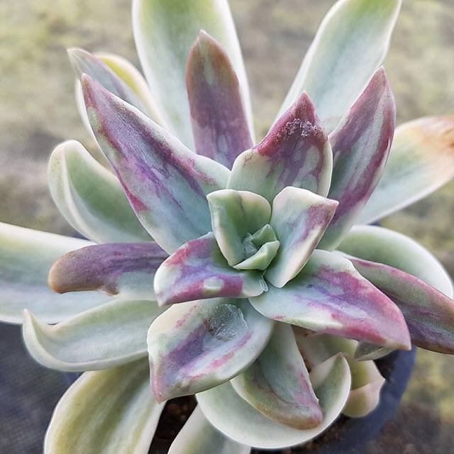 fred ives succulent for sale Graptoveria Fred Ives, Variegata, (Not so Random) – Cedar Creek Farmhouse