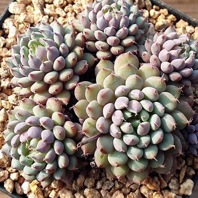 globulosa succulent Echeveria Globulosa Hybrid, (Random) – Cedar Creek Farmhouse