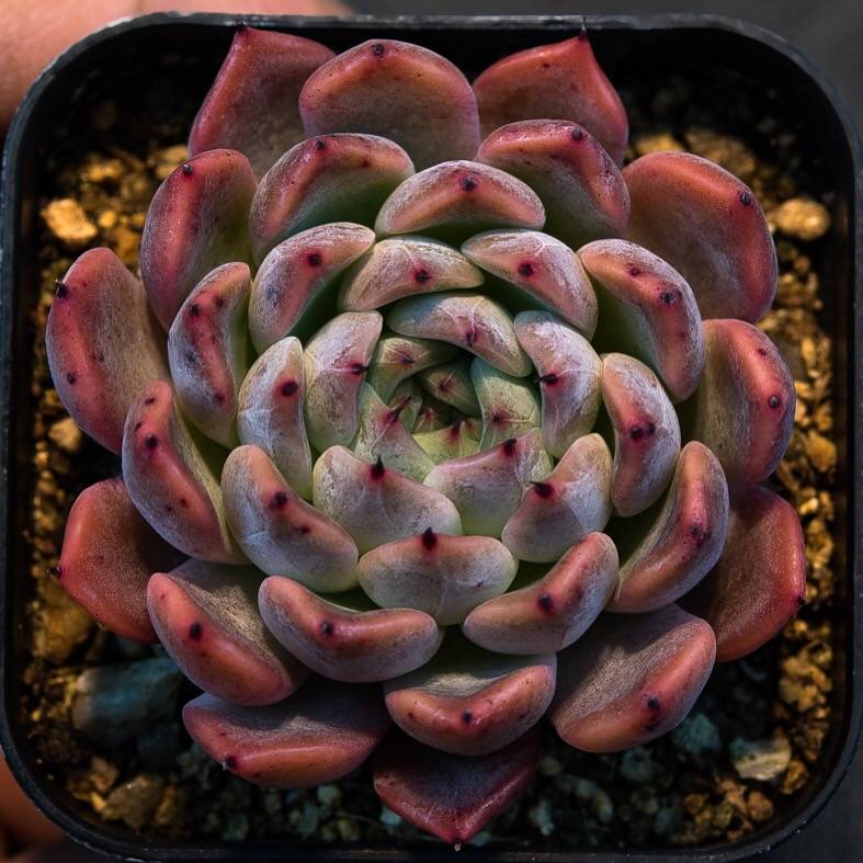 hwaga succulent Hwaga Original Hybrid- PRESALE Echeveria Matta