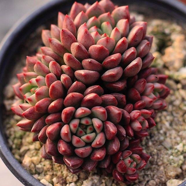 sedeveria pink ruby succulent plant Sedeveria Pink Ruby, Cluster
