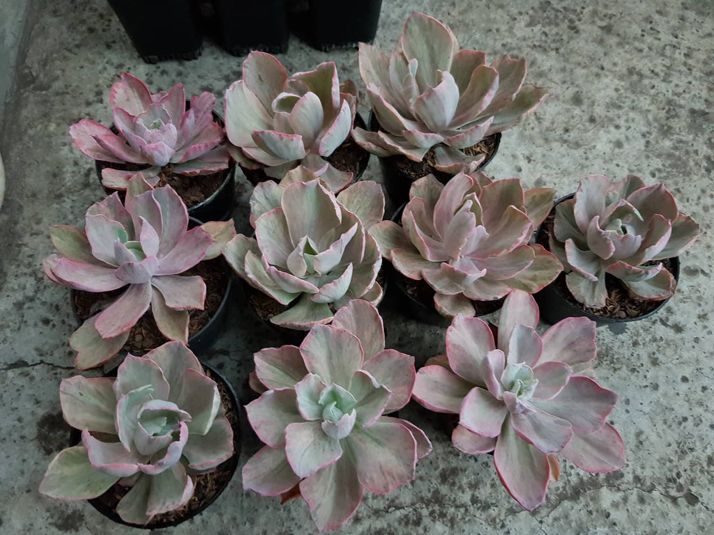 chantilly succulent Echeveria Variegated Chantilly, (Random)