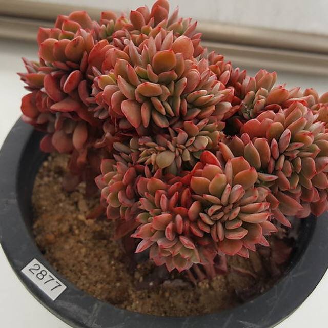 briar rose succulent PRESALE Echeveria Briar Rose, Cristata, (Not So Random)