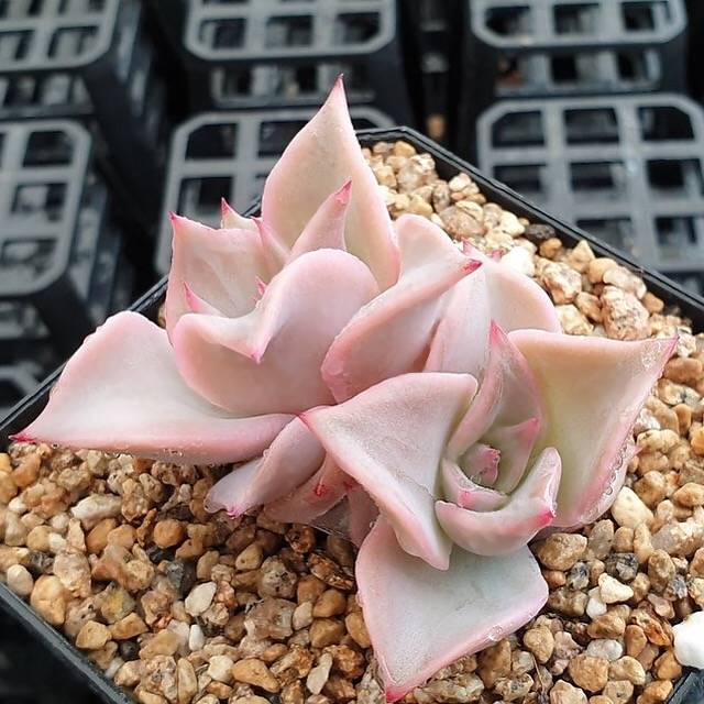 madiba succulent PRESALE Echeveria Madiba, Double (Random) – Cedar Creek Farmhouse