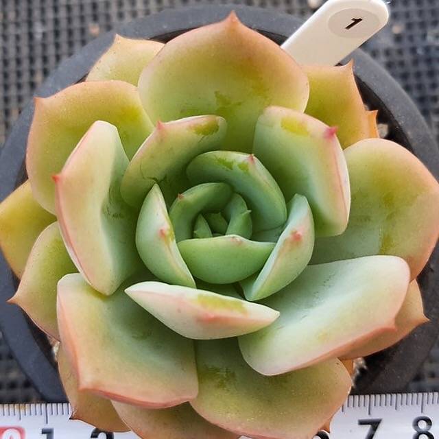 succulent that smells like lemon Echeveria Lemon Tree, (Not so Random) – Cedar Creek Farmhouse