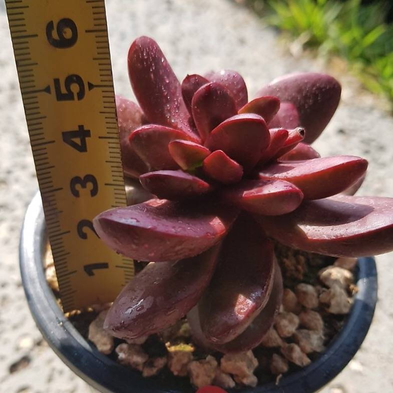 clavata succulent RESERVED) Crassula Clavata (Option 2) – Cedar Creek Farmhouse