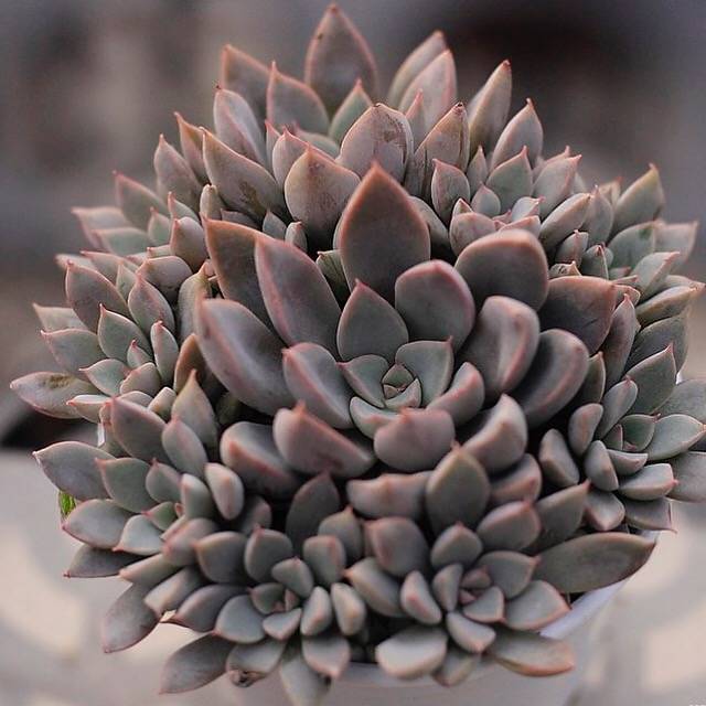 rusbyi succulent Graptopetalum Rusbyi x San Carlos