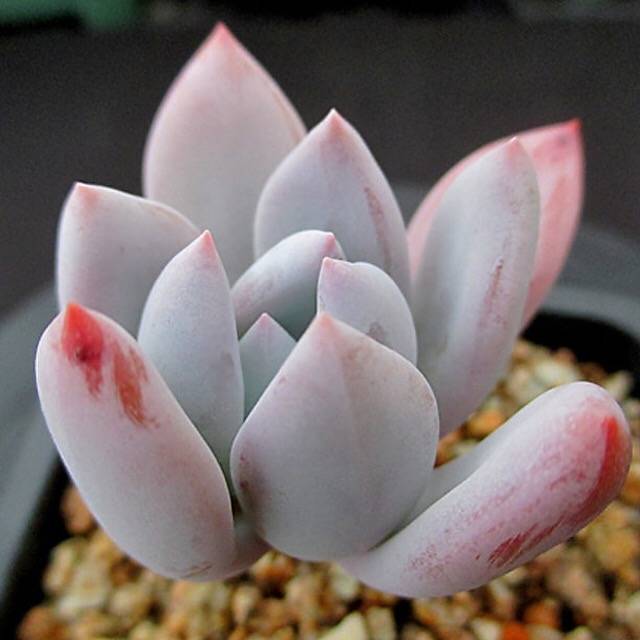 snowbird succulent PRESALE Echeveria Snow Queen, (Not so Random) – Cedar Creek Farmhouse