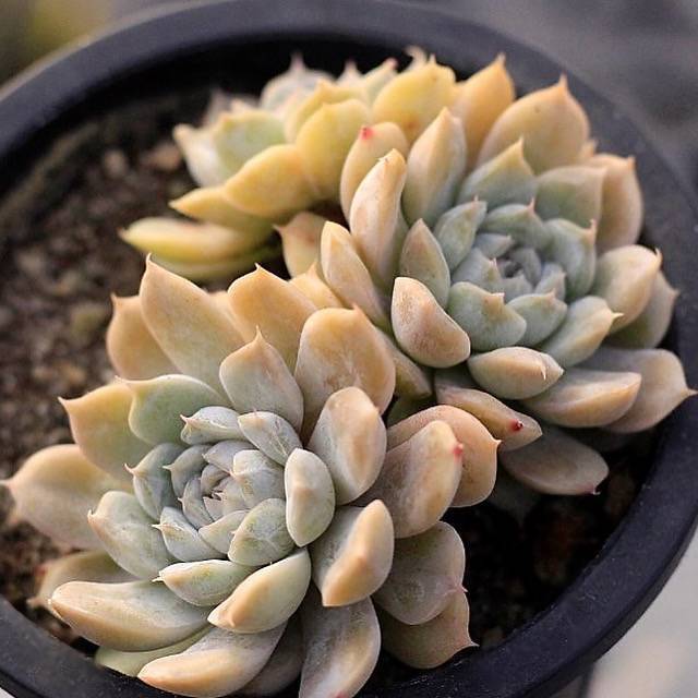 succulents maryo Echeveria Mary Bell, (Video) – Cedar Creek Farmhouse