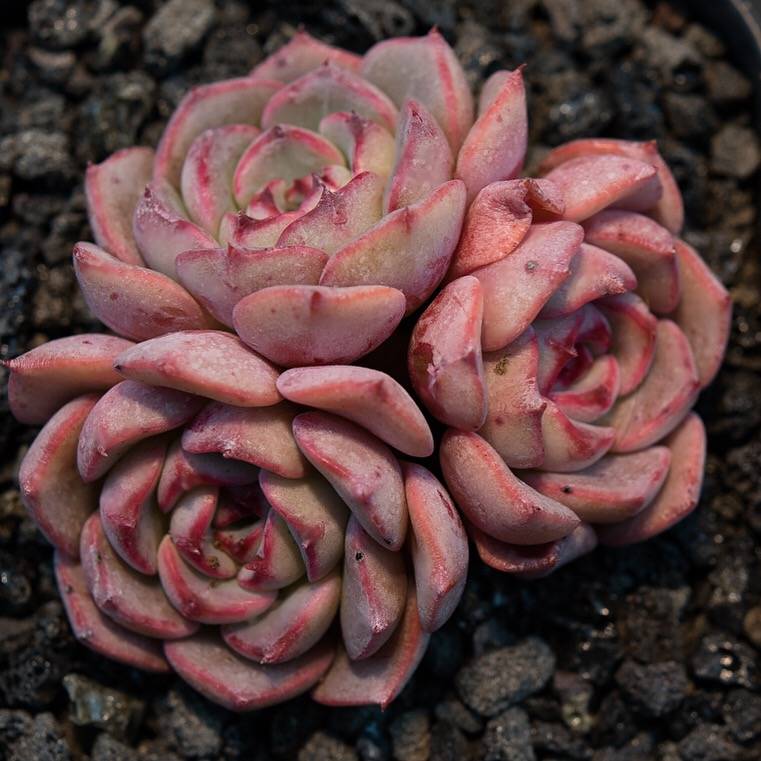 hwaga succulent Hwaga Original Hybrid- PRESALE Echeveria Terrega