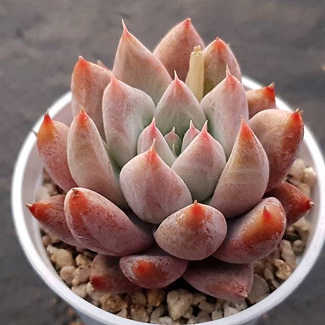 succulent night PRESALE Echeveria Seven Nights, (Not so Random) – Cedar Creek Farmhouse